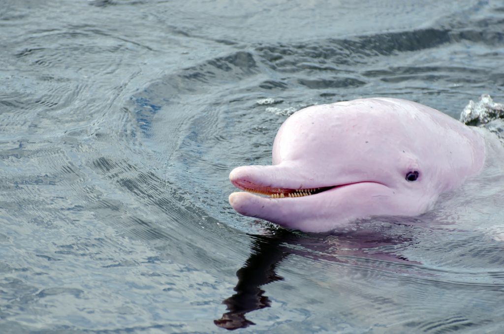 cá heo sông ở amazon có màu hồng
