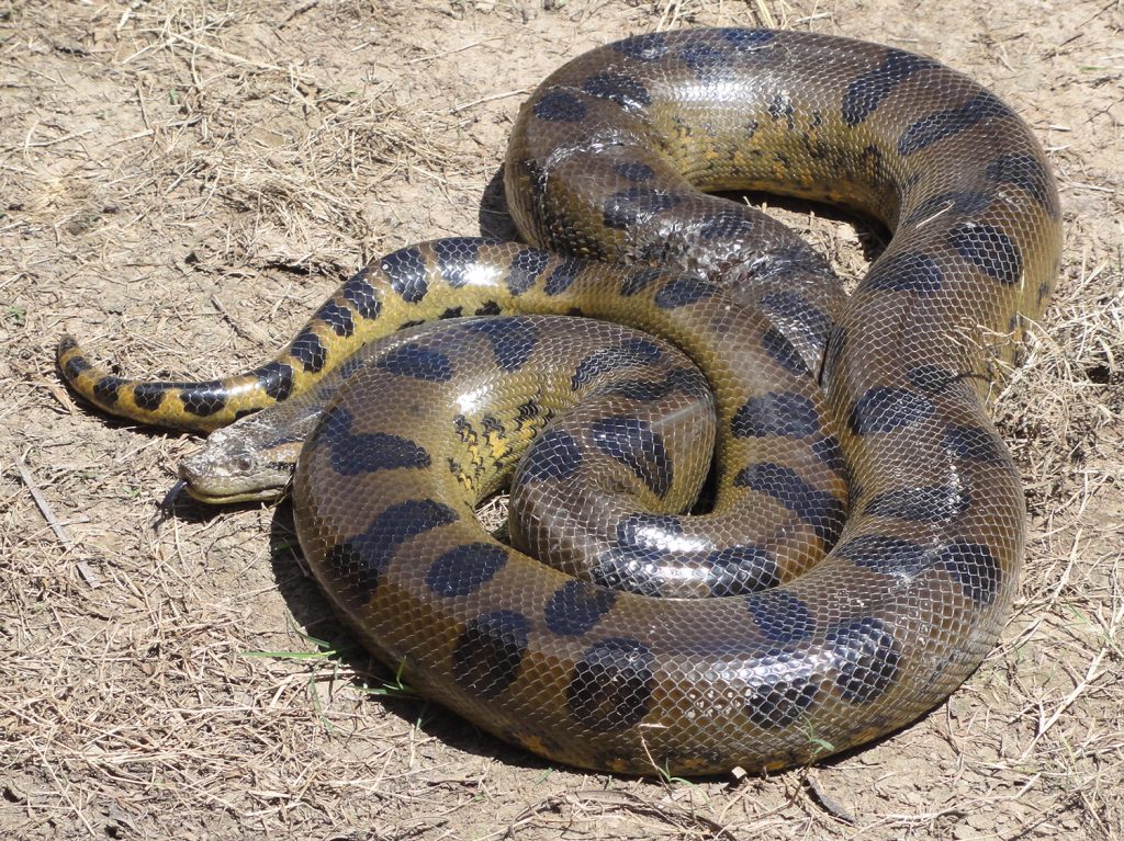 trăn Nam Mỹ là loài rắn to nhất và sống ở amazon